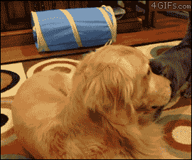 163529ut35jnb4n6336b0a.gif