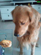 163346pyjd6ajm3kdymc11.gif