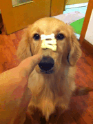 163334n6yk1ga6p6ang11z.gif