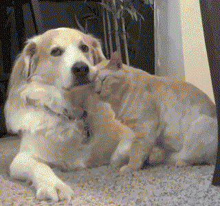 163352logsbsg3kq6o88w8.gif