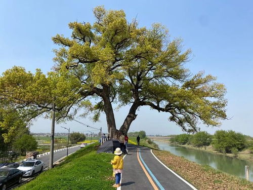 余杭区余杭街道溪塔村农居点新增两块地块,拆迁户将喜提新家 安置房 网易订阅