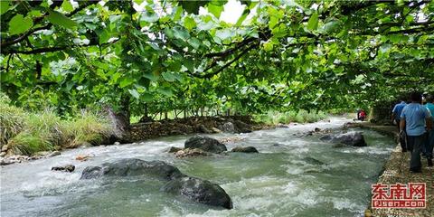 福安:“甜蜜”的丰收总在夏日里