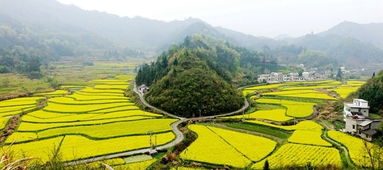 2014春自驾皖南赏花之行 徽州灵山村至亳州溪塔的春日风情