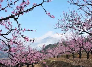 宁德春天赏花攻略 溪塔花海，春色满园