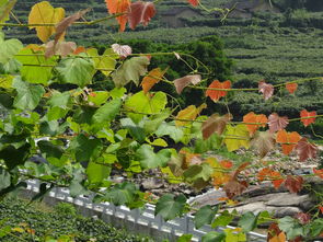 游溪塔葡萄沟图记